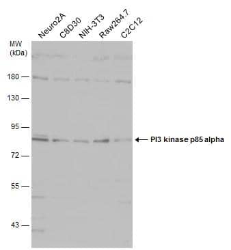 Various whole cell extracts (30 ug) were separated by 7.5% SDS-PAGE, and the membrane was blotted with PI3 kinase p85 alpha antibody [N2C1], Internal (NBP2-19815) diluted at 1:500. The HRP-conjugated anti-rabbit IgG antibody  was used to detect the primary antibody. 