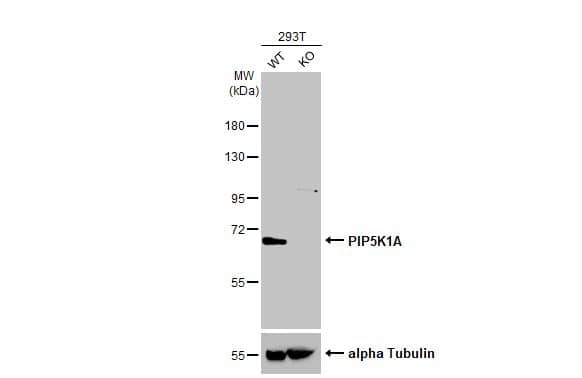 Western Blot: PIP5K1 alpha Antibody [NBP2-19833] - Wild-type (WT) and PIP5K1A knockout (KO) 293T cell extracts (30 ug) were separated by 7.5% SDS-PAGE, and the membrane was blotted with PIP5K1A antibody [N1N3]  diluted at 1:2000. The HRP-conjugated anti-rabbit IgG antibody  was used to detect the primary antibody.