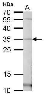 Western Blot Pirin Antibody - BSA Free