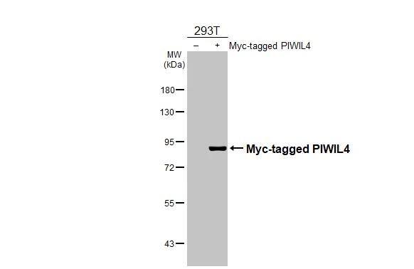 Non-transfected (-) and transfected (+) 293T whole cell extracts (30 ug) were separated by 7.5% SDS-PAGE, and the membrane was blotted with PIWIL4 antibody [C2C3], C-term (NBP2-19845) diluted at 1:5000. The HRP-conjugated anti-rabbit IgG antibody  was used to detect the primary antibody. 