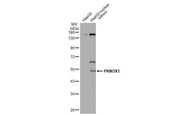 Western Blot PKNOX1 Antibody - BSA Free