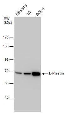 Various whole cell extracts (30 ug) were separated by 7.5% SDS-PAGE, and the membrane was blotted with L-Plastin antibody (NBP2-19860) diluted at 1:10000. 