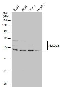 Various whole cell extracts (30 ug) were separated by 10% SDS-PAGE, and the membrane was blotted with PLXDC2 antibody [N1C1] (NBP2-19869) diluted at 1:1000. 