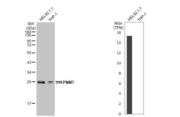 Western Blot PNMT Antibody - BSA Free
