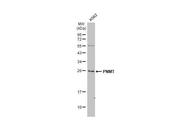 Western Blot PNMT Antibody - BSA Free