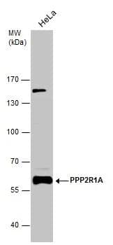 Western Blot PPP2R1A Antibody - BSA Free