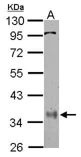 Western Blot: PPP6C Antibody [NBP2-19918] - Sample (30 ug of whole cell lysate)  A: Zebrafish brain  10% SDS PAGE  NBP2-19918 diluted at 1:1000 