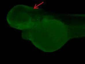Immunohistochemical analysis (whole mount) of zebrafish embryo, using PPP6C antibody (NBP2-19918) at 1:200 dilution. 