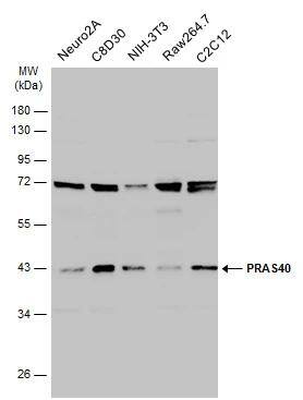 Various whole cell extracts (30 ug) were separated by 10% SDS-PAGE, and the membrane was blotted with PRAS40 antibody (NBP2-19924) diluted at 1:1000. The HRP-conjugated anti-rabbit IgG antibody  was used to detect the primary antibody. 