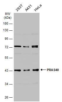Various whole cell extracts (30 ug) were separated by 10% SDS-PAGE, and the membrane was blotted with PRAS40 antibody (NBP2-19924) diluted at 1:1000. The HRP-conjugated anti-rabbit IgG antibody  was used to detect the primary antibody. 