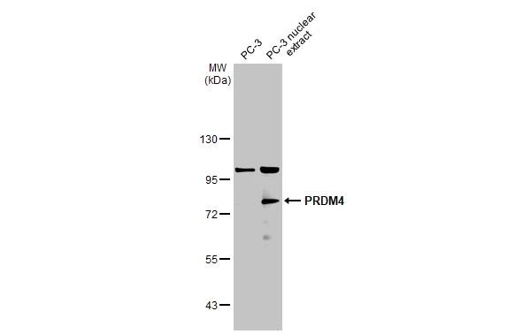 Western Blot PRDM4 Antibody