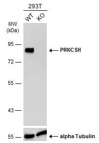 Western Blot PRKCSH Antibody