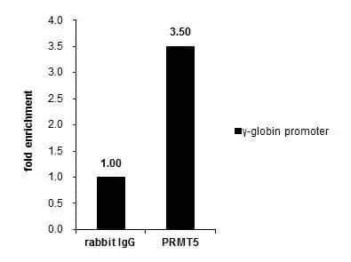 Cross-linked ChIP was performed with K562 chromatin extract and 5 ug of either control rabbit IgG or anti-PRMT5 antibody. The precipitated DNA was detected by PCR with primer set targeting to gamma-globin promoter. 