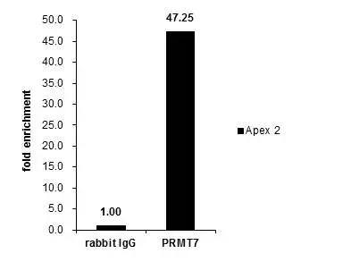 Cross-linked ChIP was performed with NIH3T3 chromatin extract and 5 ug of either control rabbit IgG or anti-PRMT7 antibody. The precipitated DNA was detected by PCR with primer set targeting to Apex2. 