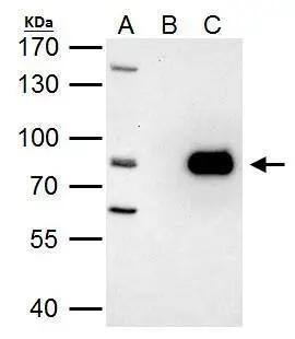 PRMT7 antibody immunoprecipitates PRMT7 protein in IP experiments. IP Sample: HeLa whole cell lysate/extract A. 40 ug HeLa whole cell lysate/extract B. Control with 2 ug of preimmune rabbit IgG C. Immunoprecipitation of PRMT7 protein by 2 ug of PRMT7 antibody (NBP2-19939) 7.5% SDS-PAGE The immunoprecipitated PRMT7 protein was detected by PRMT7 antibody (NBP2-19939) diluted at 1:1000. EasyBlot anti-rabbit IgG  was used as a secondary reagent. 