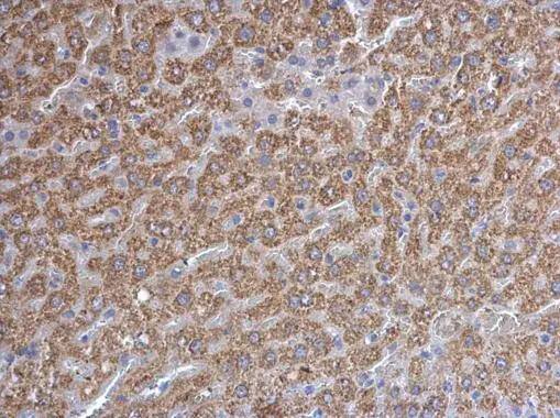 Prohibitin antibody detects Prohibitin protein at mitochondria on mouse intestine by immunohistochemical analysis. Sample: Paraffin-embedded mouse intestine. Prohibitin antibody (NBP2-19944) dilution: 1:500. br>Antigen Retrieval: Trilogy(TM) (EDTA based, pH 8.0) buffer, 15min 