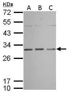 Prohibitin antibody detects PHB protein by Western blot analysis.A. 30 ug Neuro2A whole cell lysate/extractB. 30 ug GL261 whole cell lysate/extractC. 30 ug C8D30 whole cell lysate/extract12 % SDS-PAGEProhibitin antibody (NBP2-19944) dilution: 1:1000 