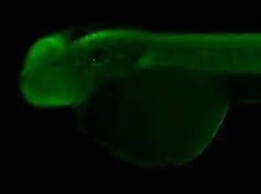 Immunohistochemical analysis (whole mount) of zebrafish embryo, using MAB21L1 antibody (NBP2-19961) at 1:200 dilution. 