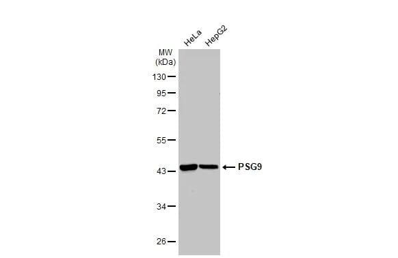 Western Blot PSG9 Antibody - BSA Free