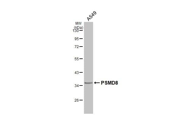 Whole cell extract (30 ug) was separated by 10% SDS-PAGE, and the membrane was blotted with PSMD8 antibody (NBP2-19989) diluted at 1:1000. The HRP-conjugated anti-rabbit IgG antibody  was used to detect the primary antibody, and the signal was developed with Trident ECL plus-Enhanced. 