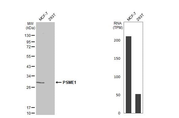 Various whole cell extracts (30 ug) were separated by 12% SDS-PAGE, and the membrane was blotted with PSME1 antibody (NBP2-19991) diluted at 1:10000. The HRP-conjugated anti-rabbit IgG antibody  was used to detect the primary antibody, and the signal was developed with Trident ECL plus-Enhanced. Corresponding RNA expression data for the same cell lines are based on Human Protein Atlas program. 