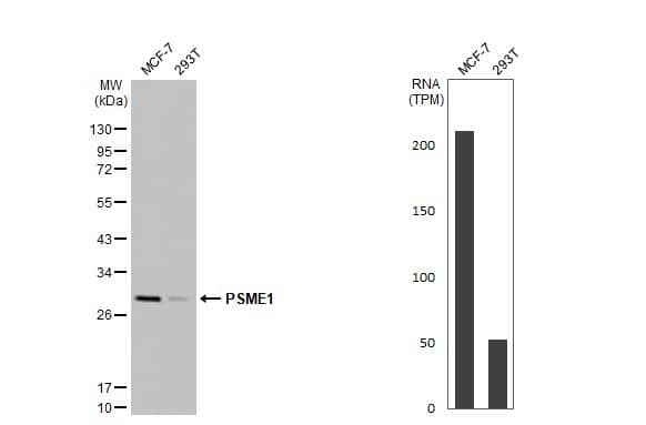 Various whole cell extracts (30 ug) were separated by 12% SDS-PAGE, and the membrane was blotted with PSME1 antibody [N1C3] (NBP2-19992) diluted at 1:5000. The HRP-conjugated anti-rabbit IgG antibody  was used to detect the primary antibody. Corresponding RNA expression data for the same cell lines are based on Human Protein Atlas program. 