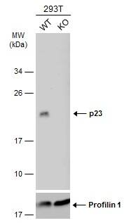 <b>Genetic Strategies Validation. </b>Wild-type (WT) and p23 knockout (KO) 293T cell extracts (30 ug) were separated by 12% SDS-PAGE, and the membrane was blotted with p23 antibody [N1C3] (NBP2-19998) diluted at 1:1000. The HRP-conjugated anti-rabbit IgG antibody  was used to detect the primary antibody. 