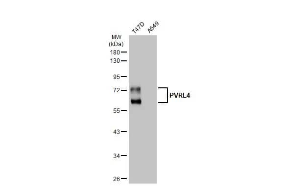 Western Blot: Nectin-4/PVRL4 Antibody [NBP2-20014] - Various whole cell extracts (30 ug) were separated by 10% SDS-PAGE, and the membrane was blotted with Nectin-4/PVRL4 antibody [N1C1] (NBP2-20014) diluted at 1:2000. The HRP-conjugated anti-rabbit IgG antibody  was used to detect the primary antibody.