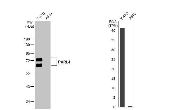 Various whole cell extracts (30 ug) were separated by 10% SDS-PAGE, and the membrane was blotted with PVRL4 antibody [N1C1] (NBP2-20014) diluted at 1:2000. The HRP-conjugated anti-rabbit IgG antibody  was used to detect the primary antibody. Corresponding RNA expression data for the same cell lines are based on Human Protein Atlas program. 