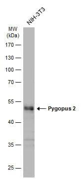 Western Blot Pygopus-2 Antibody - BSA Free