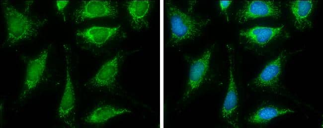 DLAT antibody detects DLAT protein at mitochondria by immunofluorescent analysis.Sample: HeLa cells were fixed in ice-cold MeOH for 5 min.Green: DLAT protein stained by DLAT antibody (NBP2-20026) diluted at 1:500.Blue: Hoechst 33342 staining. 