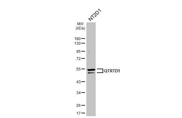 Western Blot QTRTD1 Antibody