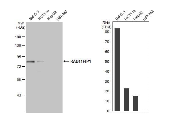 Various whole cell extracts (30 ug) were separated by 7.5% SDS-PAGE, and the membrane was blotted with RAB11FIP1 antibody [N1N2], N-term (NBP2-20033) diluted at 1:1000. The HRP-conjugated anti-rabbit IgG antibody  was used to detect the primary antibody. Corresponding RNA expression data for the same cell lines are based on Human Protein Atlas program. 