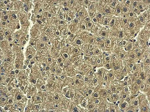 Immunohistochemistry Rab20 Antibody - BSA Free