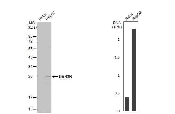 <b>Orthogonal Strategies Validation. </b>Western Blot: RAB3B Antibody [NBP2-20045] - Various whole cell extracts (30 ug) were separated by 12% SDS-PAGE, and the membrane was blotted with RAB3B antibody [N1C3]  diluted at 1:1000. The HRP-conjugated anti-rabbit IgG antibody  was used to detect the primary antibody. Corresponding RNA expression data for the same cell lines are based on Human Protein Atlas program.