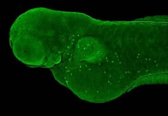 Immunohistochemistry: MgcRacGAP/RACGAP1 Antibody [NBP2-20049] - Immunohistochemical analysis (whole mount) of zebrafish embryo, using racgap1antibody (NBP2-20049) at 1:200 dilution.
