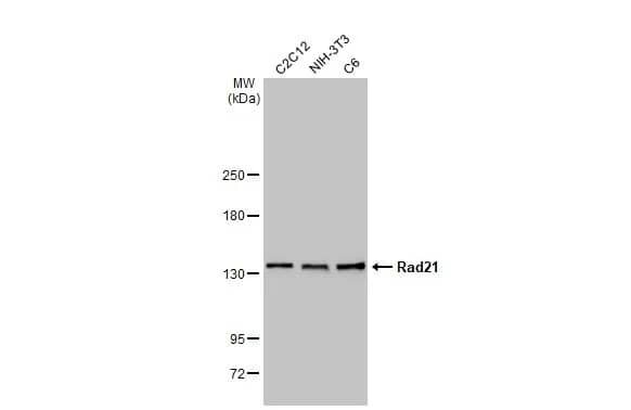 Western Blot: Rad21 Antibody [NBP2-20053] - Various whole cell extracts (30 ug) were separated by 5% SDS-PAGE, and the membrane was blotted with Rad21 antibody (NBP2-20053) diluted at 1:1000. The HRP-conjugated anti-rabbit IgG antibody  was used to detect the primary antibody.