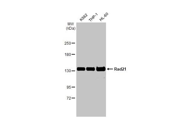 Western Blot: Rad21 Antibody [NBP2-20053] - Various whole cell extracts (30 ug) were separated by 5% SDS-PAGE, and the membrane was blotted with Rad21 antibody (NBP2-20053) diluted at 1:1000. The HRP-conjugated anti-rabbit IgG antibody  was used to detect the primary antibody.