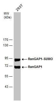 Western Blot: RanGAP1 Antibody [NBP2-20068] - Whole cell extract (30 ug) was separated by 7.5% SDS-PAGE, and the membrane was blotted with RanGAP1 antibody [N1N3] (NBP2-20068) diluted at 1:5000.