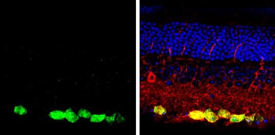 RBPMS antibody detects RBPMS protein by immunohistochemical analysis. Samples: Paraffin-embedded mouse retina.Green: RBPMS protein stained by RBPMS antibody (NBP2-20112) diluted at 1:250.Red: beta Tubulin 3/ Tuj1, a marker, stained by beta Tubulin 3/ Tuj1 antibody [GT1338]  diluted at 1:500.Blue: Fluoroshield with DAPI . br>Antigen Retrieval: Citrate buffer, pH 6.0, 15 min 