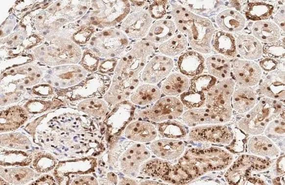 RBPMS antibody detects RBPMS protein by immunohistochemical analysis.Sample: Paraffin-embedded rat kidney.RBPMS stained by RBPMS antibody (NBP2-20112) diluted at 1:500.Antigen Retrieval: Citrate buffer, pH 6.0, 15 min 