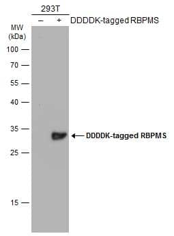 Non-transfected (-) and transfected (+) 293T whole cell extracts (30 ug) were separated by 12% SDS-PAGE, and the membrane was blotted with RBPMS antibody (NBP2-20112) diluted at 1:1000. The HRP-conjugated anti-rabbit IgG antibody  was used to detect the primary antibody. 