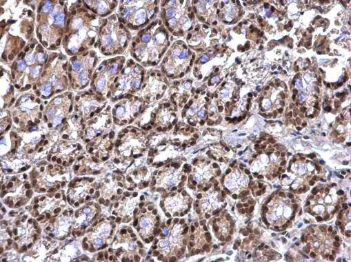 Immunohistochemistry RED Antibody - BSA Free