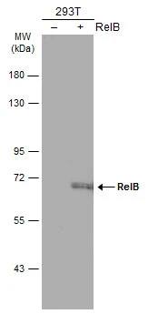 Western Blot: RelB Antibody [NBP2-20122] - Non-transfected (-) and transfected (+) 293T whole cell extracts (30 ug) were separated by 7.5% SDS-PAGE, and the membrane was blotted with RelB antibody (NBP2-20122) diluted at 1:5000. The HRP-conjugated anti-rabbit IgG antibody  was used to detect the primary antibody.