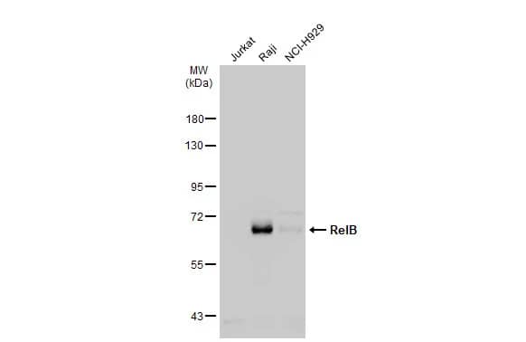 Western Blot: RelB Antibody [NBP2-20123] - Various whole cell extracts (30 ug) were separated by 7.5% SDS-PAGE, and the membrane was blotted with RelB antibody (NBP2-20123) diluted at 1:1000. The HRP-conjugated anti-rabbit IgG antibody  was used to detect the primary antibody.