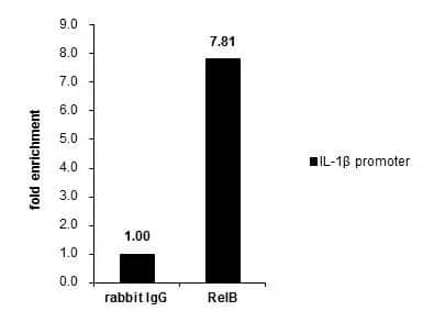 Cross-linked ChIP was performed with THP-1 chromatin extract treated with LPS (1.0 ug/ml for 3 h) and 5 ug of either normal rabbit IgG or anti-RelB antibody. The precipitated DNA was detected by PCR with primer set targeting to IL-1betapromoter. 