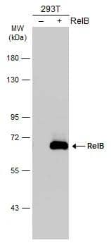 Non-transfected (-) and transfected (+) 293T whole cell extracts (30 ug) were separated by 7.5% SDS-PAGE, and the membrane was blotted with RelB antibody (NBP2-20123) diluted at 1:5000. The HRP-conjugated anti-rabbit IgG antibody  was used to detect the primary antibody. 