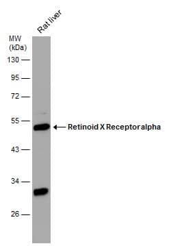 Rat tissue extract (30 ug) was separated by 10% SDS-PAGE, and the membrane was blotted with Retinoid X Receptor alpha antibody (NBP2-20130) diluted at 1:500. 