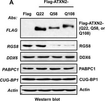 Western Blot: RGS8 Antibody [NBP2-20153] - Overexpression of mutant ATXN2 in human SH-SY5Y cells recapitulates down-regulation of in vivo steady-state levels of Rgs8 in BAC-Q72 mice.Cells were transfected with plasmids encoding Flag-tagged cDNAs of human ATXN2 containing Q22 or Q58 or Q108 repeats. Forty-eight hrs post-transfection, cells were selected with hygromycin (40 µg/ml) for 5–7 days & hygromycin resistant cells were harvested as two aliquots. (A) Protein extracts were prepared from one aliquot & subjected to Western blot analyses to measure steady-state levels of RGS8. The blots were re-probed for  beta -Actin as an internal loading control. (B) Quantitative RT-PCR analyses of synthesized cDNAs from the other aliquot demonstrate moderate reduction of RGS8 mRNA in cells expressing Flag-ATXN2-Q108. The data are means ± SD, *p<0.05. (C) Mutant ATXN2 specifically induces decrease of RGS8 expression. MYC-tagged RGS8 cDNA including 5’ & 3’ UTRs was cloned under the transcriptional control of the CMV promoter & transfected into short-term hygromycin selected SH-SY5Y cell lines expressing Flag-tagged ATXN2-Q22, -Q58 or -Q108. Forty-eight hrs post-transfection, levels of exogenous RGS8 are significantly decreased in cells expressing ATXN2-Q58 or -Q108 compared with cells expressing wild-type ATXN2-Q22. To control for equal transfection, we monitored levels of GFP, which was expressed as an independent cassette in the plasmid. Blots were re-probed for  beta -actin as an internal loading control. The blot represents one of three independent experiments. Image collected & cropped by CiteAb from the following publication (//dx.plos.org/10.1371/journal.pgen.1005182), licensed under a CC-BY license. Not internally tested by Novus Biologicals.