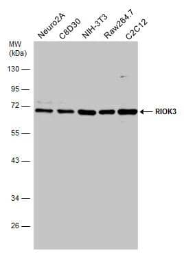 Western Blot RIOK3 Antibody